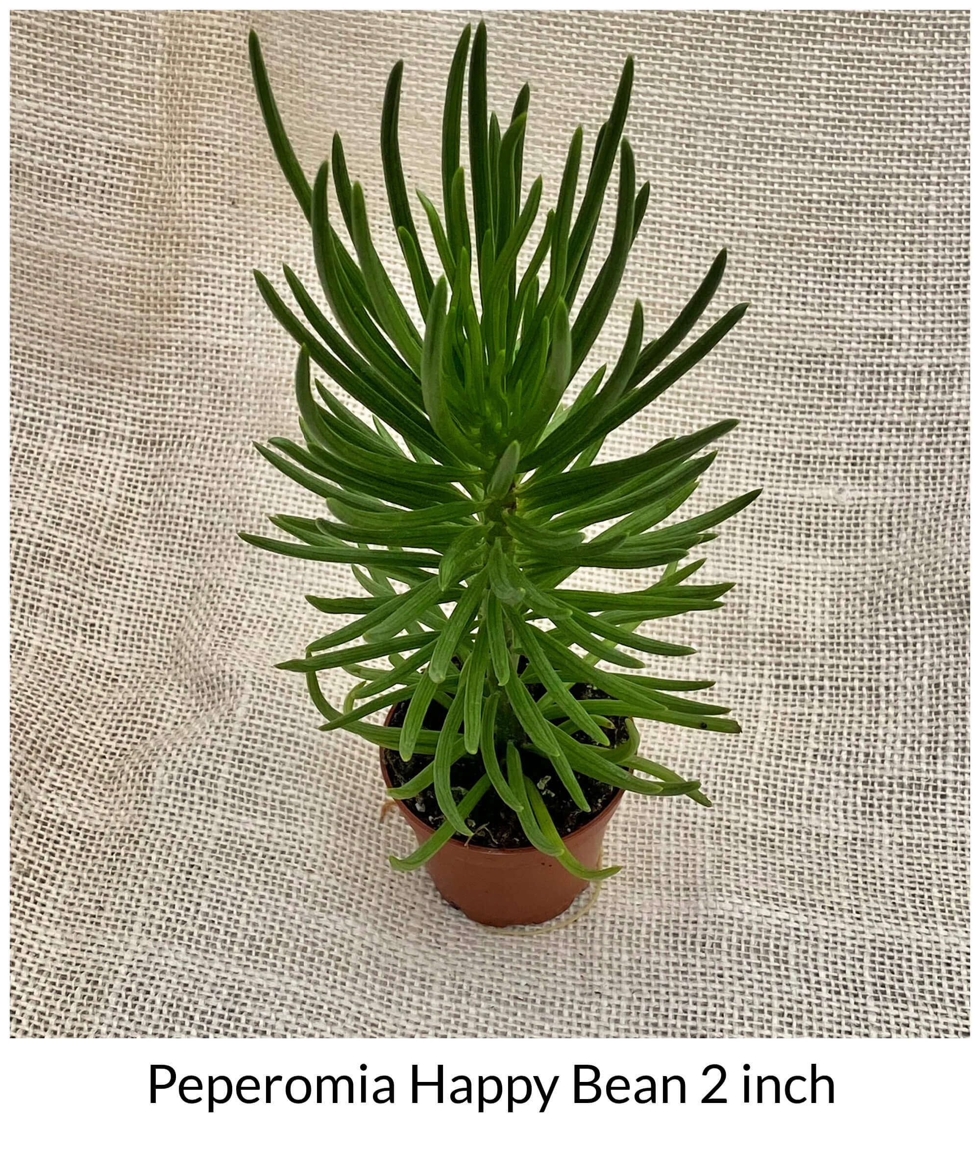 Peperomia Happy Bean 2 inch – Green Room Garden Art